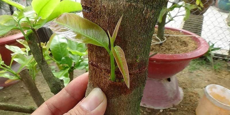 Hướng dẫn Làm Cây Mai Vàng Ra Nhánh Theo Ý Muốn: Bí Quyết Từ Vườn Mai Phú Quốc