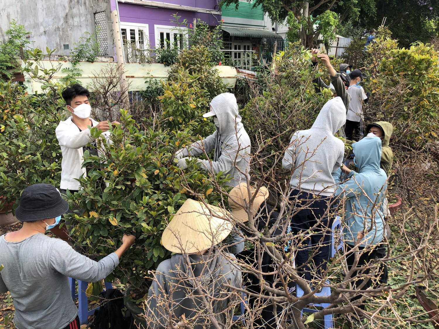 Ngày lặt lá mai nở đúng Tết